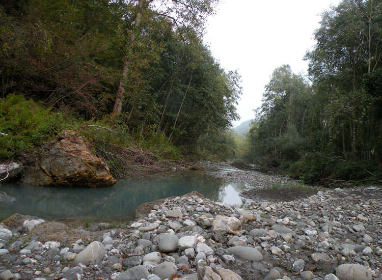 Forse non � Hymenoscyphus fructigenus ....